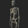 Skeleton skeleton, anatomy, esqueleto, huesos, anatomia, osteology, barruz3dstudent, osteologia, zbrush, human, male, bones