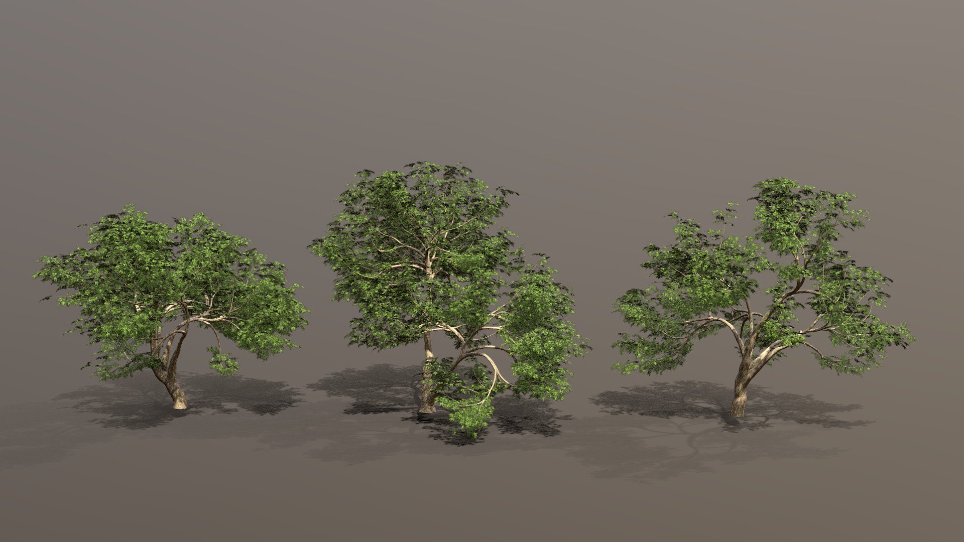 Three large old oak trees.

Specifications:

UV Mapped: Yes

Included Textures: Yes

Animated: No

Rigged: No



Bark textures include: color, normal, and roughness.

Foliage textures include: color



Vertices: ~70k to 100k per tree

Tris: ~100k to140K per tree



The geometries were generated with florasynth.com

Don't forget to leave a like : )