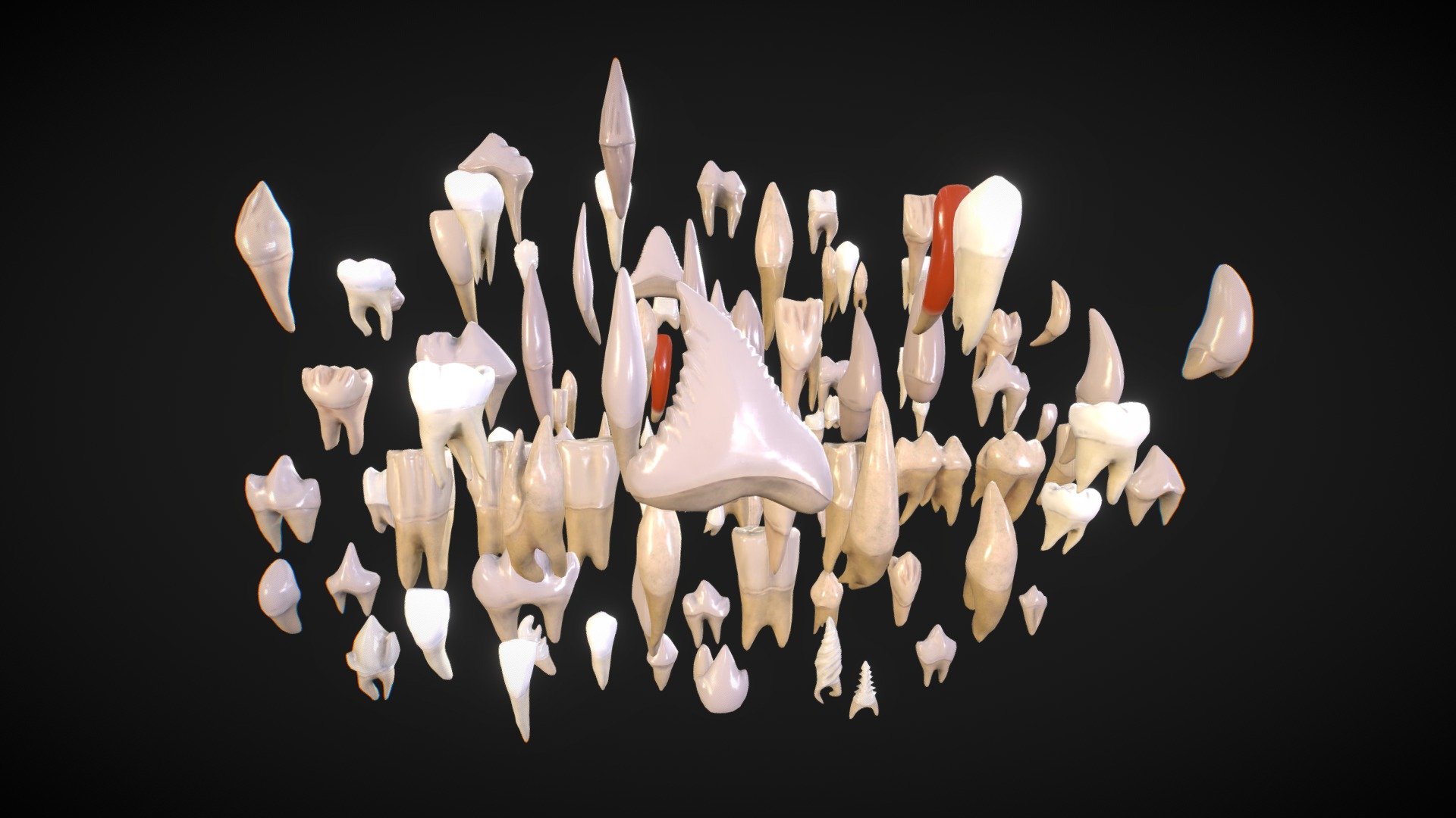 
Base info:




Total 116 Teeth

low-poly Mesh

PBR textures

Model:




FBX and OBJ Models with and without roots

1 model 100-500 poly

16 Human teeth (can also be used for monkeys)

10 Cat teeth (can also be used for lion, tiger and other felines)

19 Сustom teeth (suitable for fantasy characters)

16 Dog teeth  (can also be used for hyenas, wolves and canidaes)

1 Dolphin tooth (can also be used for killer whales)

3 Piranha teeth

3 Fish teeth (can also be used for different fishp redators)

4 Shark teeth

4 Dinosaur teeth (can also be used for herbivores and predators)

3 Crocodile teeth

4 Beaver teeth (can also be used for squirrels and rodents)

9 Horse teeth (can also be used for sheep, goats, and ruminants)

15 Dragon teeth

9 Orc teeth

Textures:




[4096x4096]

[2048x2048]

BaseColor, AO, Roughness, Metalness, Normal

Unity &amp; UE textures 

Packs:




Unity 

UE

Scenes:




Blender

Maya

3ds Max

Cinema4D

Zbrush

Marmoset

3d print:




STL models

