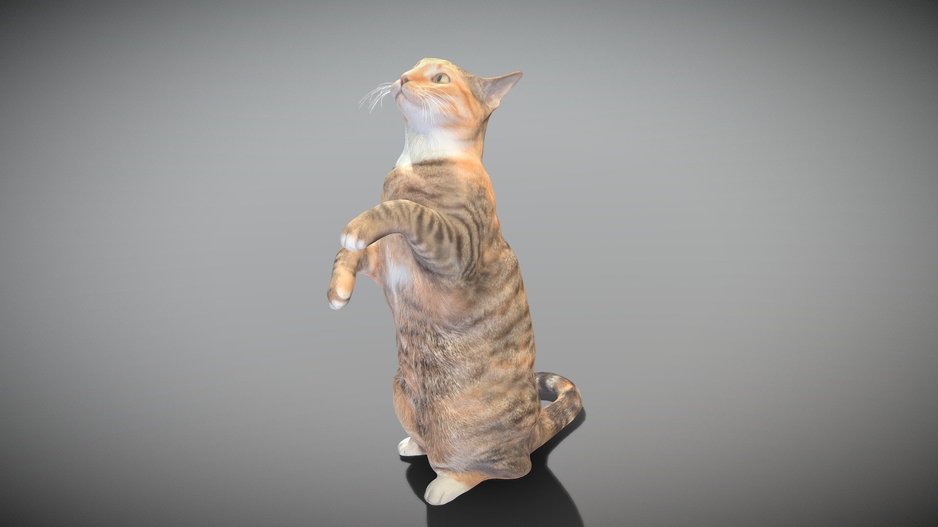 This is a true sized and highly detailed model of a young charming calico cat. It will add life and coziness to any architectural visualisation of houses, playgrounds, parques, urban landscapes, etc. This model is suitable for game engine integration, VR/AR content, etc.

Technical specifications:




digital double 3d scan model

150k &amp; 30k triangles | double triangulated

high-poly model (.ztl tool with 5 subdivisions) clean and retopologized automatically via ZRemesher

sufficiently clean

PBR textures 8K resolution: Diffuse, Normal, Specular maps

non-overlapping UV map

no extra plugins are required for this model

Download package includes a Cinema 4D project file with Redshift shader, OBJ, FBX, STL files, which are applicable for 3ds Max, Maya, Unreal Engine, Unity, Blender, etc. All the textures you will find in the “Tex” folder, included into the main archive.

3D EVERYTHING

Stand with Ukraine!