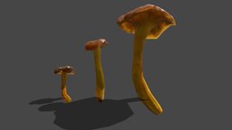 Mushroom_27 forest, mushroom, fungus, biology, props, nature, fungi, champignon, foret, mycology, chanterelle, champi, metashape, asset, blender, scan, gameasset, gameready, environment, craterellus, mycologist, tubaeformis, noai