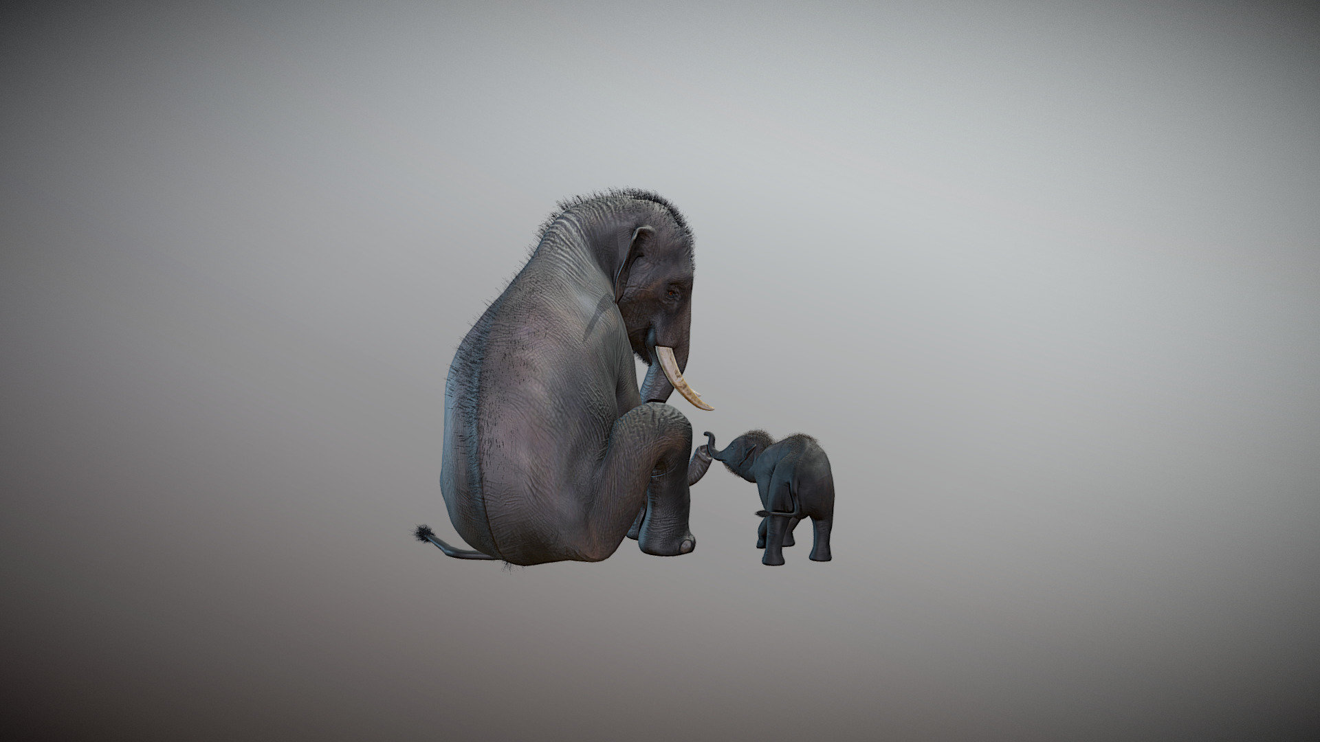 Indian Elephant models I developed in ZBrush and rigged at a later time, for use with DAZ Studio.