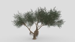 Ficus Benjamina Tree-S08 tree, benjamin, nature, 3dtree, lowpolytree, ficus, 3d-lowpoly-ficus-benjamina, 3d-benjamina, 3d-ficus-benjamina, lowpoly-3d-benajamina, ben-jie-ming-shu