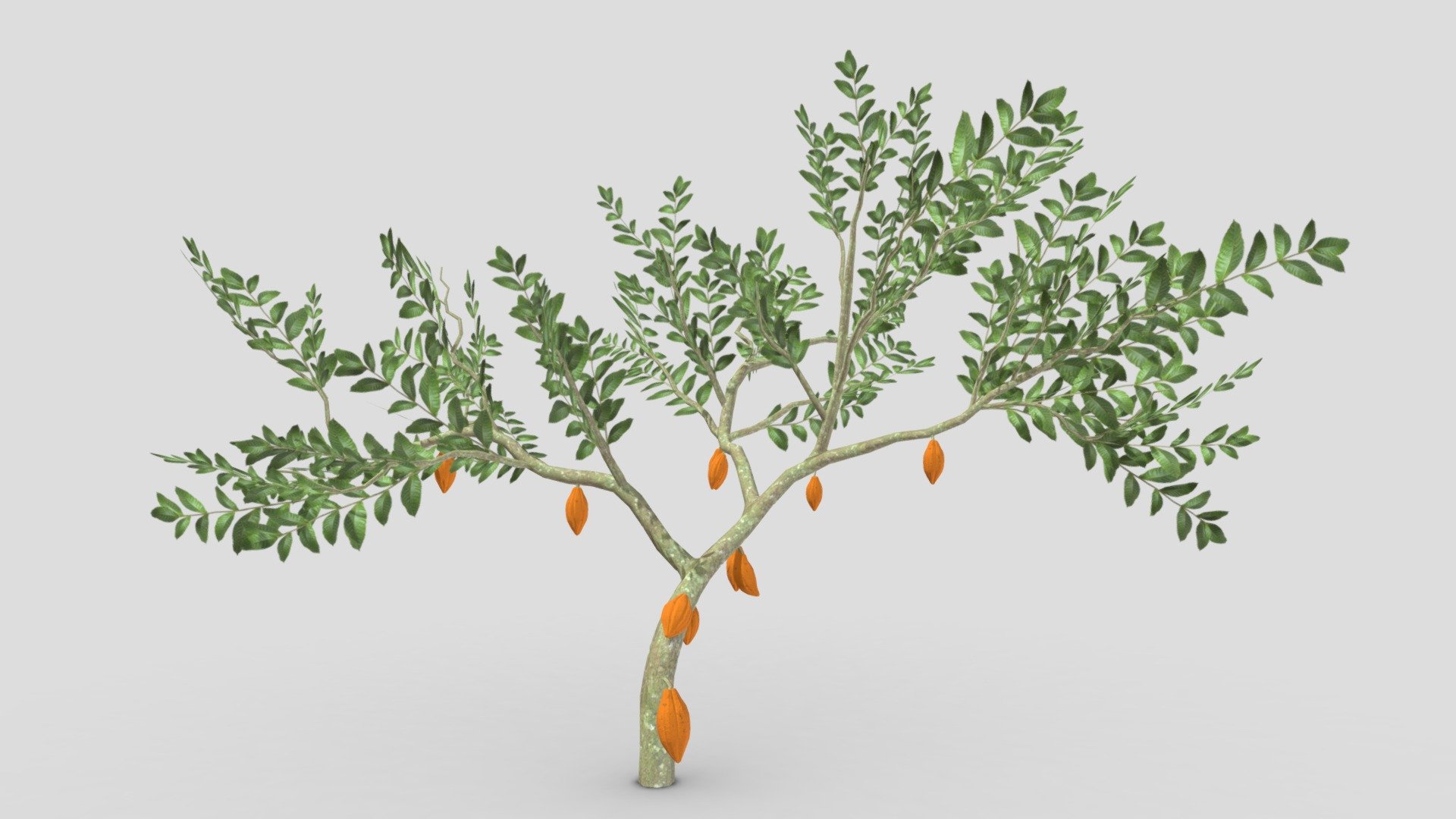This is a 3D low poly model of a Cacao tree that you can use in your projects.

Info:

Theobroma cacao is a small evergreen tree in the family Malvaceae. Its seeds, cocoa beans, are used to make chocolate liquor, cocoa solids, cocoa butter, and chocolate. Native to the tropics of the Americas, the largest producer of cocoa beans in 2018 was Ivory Coast, at 2.2 million tons.