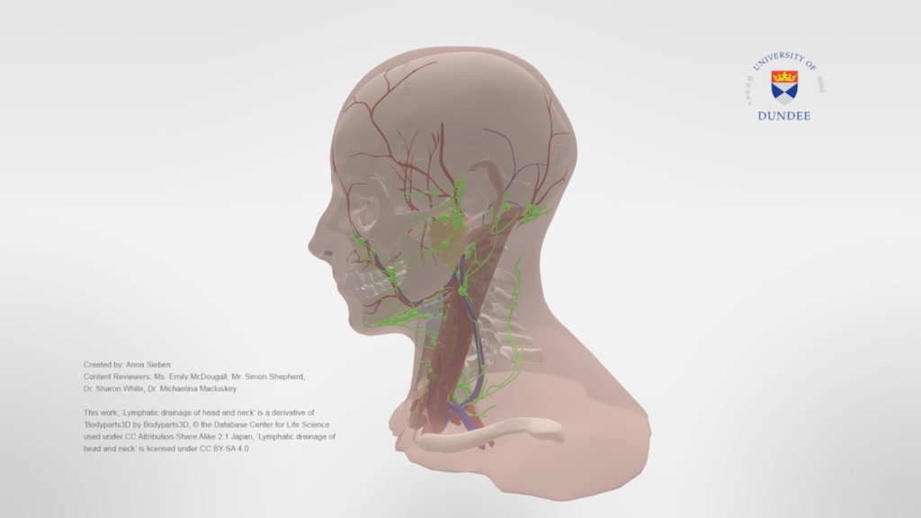 The model depicts the lymphatic system in the head and neck as well as some other anatomical structures. It is  part of an online resource for dentistry students on oral cancer.