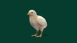 Baby Chickens  (LowPoly) cute, bird, pet, animals, chicken, ar, farm, rooster, animations, hen, chicks, domestic-animal, farm-animal, cocks, lowpoly, gameasset, creature, gameready, domesticated, nyilonelycompany, noai, capon, gallus_gallus_domesticus, baby_chicken, chicken_cub, pullets
