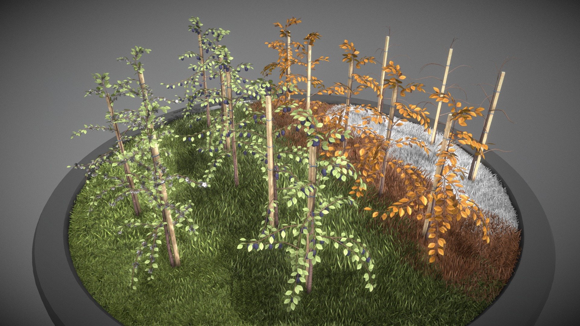 Plum trees all seasons.

