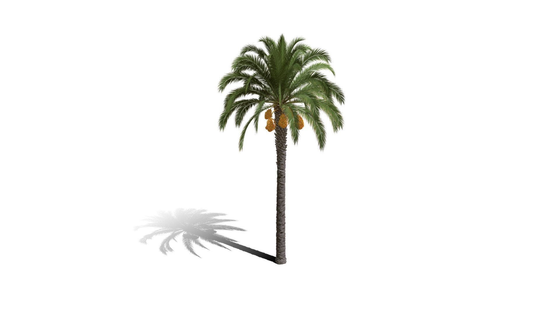 Model specs:





Species Latin name: Phoenix canariensis




Species Common name: Canary Island date palm




Preset name: Urban 1 mat 100




Maturity stage: Old




Health stage: Thriving




Season stage: Spring




Leaves count: 38538




Height: 15.4 meters




LODs included: Yes




Mesh type: static




Vertex colors: (R) Material blending, (A) Ambient occlusion



Better used for Hi Poly workflows!

Species description:





Origin: Africa




Biomes: Savana,Scrubland,Desert




Climatic Zones: Mediterranean,Subtropical,Tropical




Plant type: Palm



This PlantCatalog mesh was exported at 40% of its maximum mesh resolution. With the full PlantCatalog, customize hundreds of procedural models + apply wind animations + convert to native shaders and a lot more: https://info.e-onsoftware.com/plantcatalog/