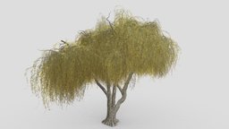 Weeping Willow Tree-S3 object, tree, plant, architectural, asia, europe, weeping, willow, weepingwillow