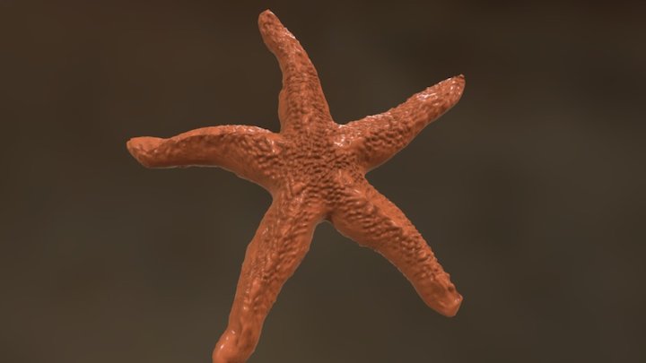 I thought an echinoderm would be a nice addition to an underwater scene. I sculpted the starfish in Sculptris and did some final tweaking in Blender.