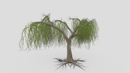 Weeping Willow Tree-04 weeping, willow, weepingwillow, asma3d, 3dweepingwillow, lowpolyweepingwillow, 3dweeepingwillow, 3dlowpolyweepingwillow, shidareyanagi, chui-liu, trauerweide, saucelloron, treurwilg, bydmjnwn, shjrlsfsf