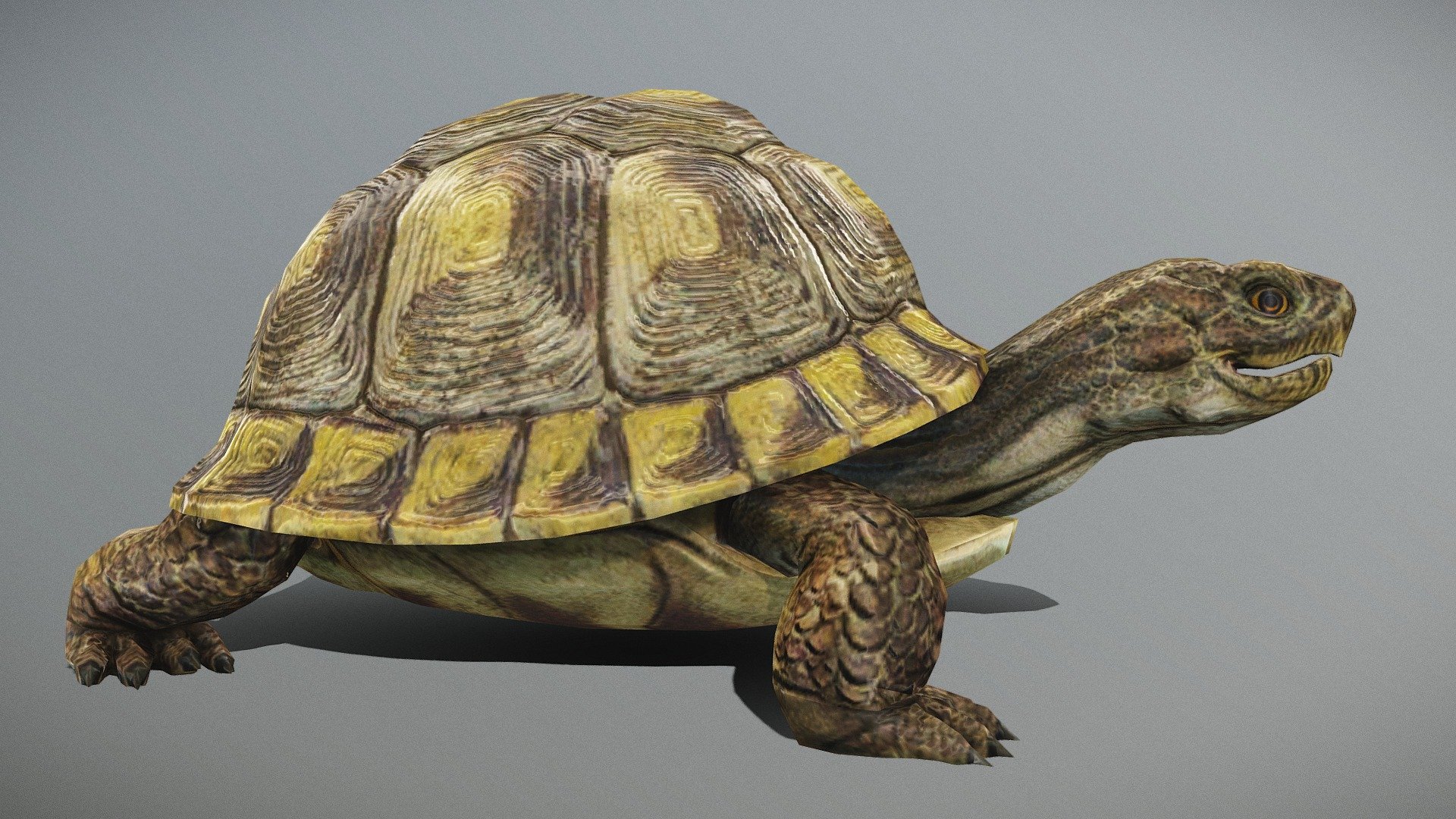 Tortoise Animated Walk-cycle
in fbx file format