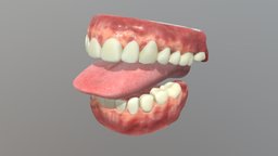 Denture and  interior of the mouth mouth, teeth, tongue, denture, human, noai