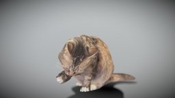 Fluffy cat licking itself 34 cat, archviz, scanning, kitty, photorealistic, mammal, cats, feline, domestic, realistic, nature, furry, ukraine, ukrainian, 3dvisualization, domestic-animal, photoscan, realitycapture, photogrammetry, animal, deep3dstudio