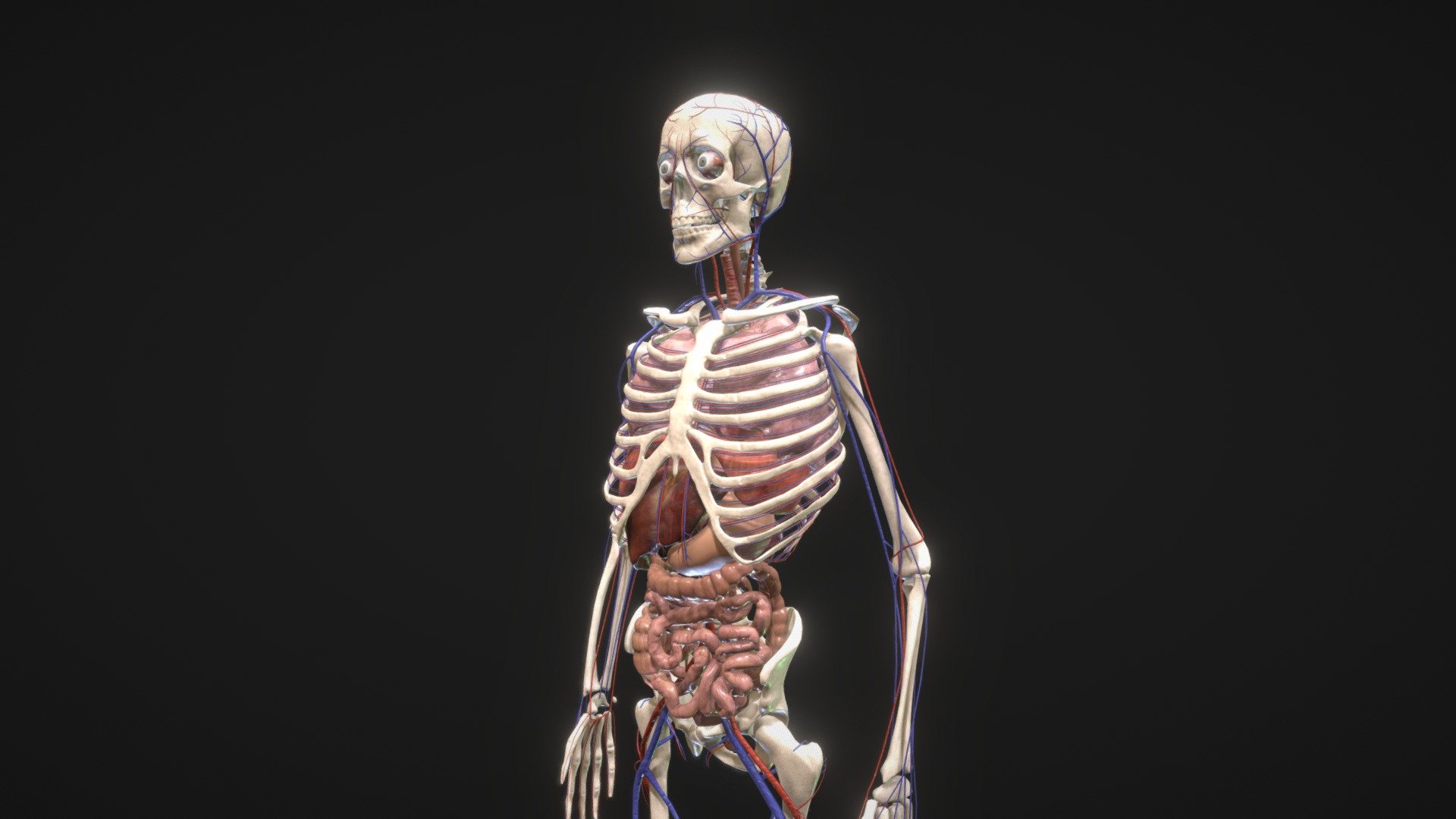 Low Poly animated human body with PBR textures (AR/VR ready).

The model includes:
1. Animated Skeleton 
2. Human Brain
3. Animated Digestive System
4. Animated Lungs
5. Animated Heart
6. Diafragma
7. Urinary System
8. Liver
9. Gallbladder
10. Human Eyes
11. Animated Circulatory System

All parts are detachable.