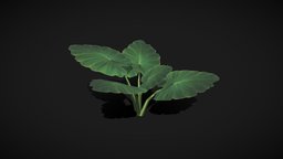 Elephant Ear Plant plant, elephant, forest, garden, shrub, herb, low-poly, rain-forest, elephant-ears, alocasia, remusatia