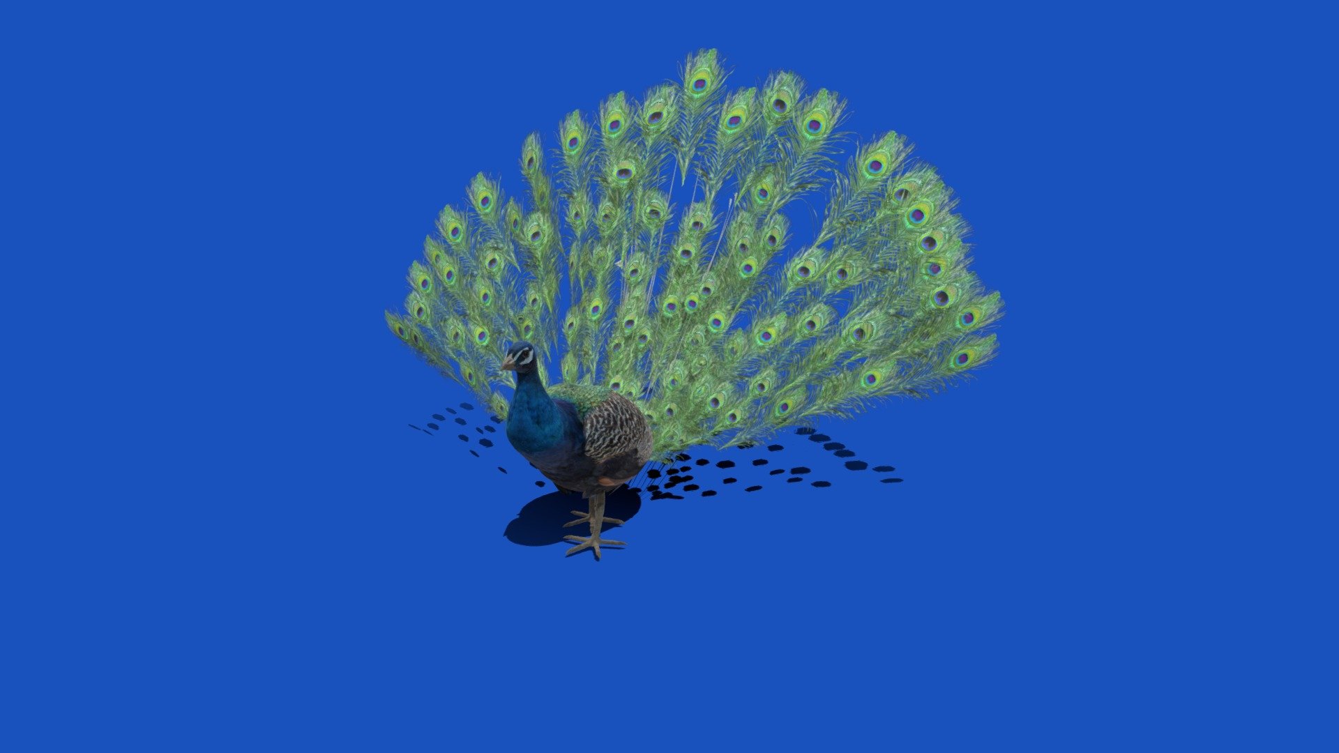For Store
Peacock is a common name for three bird species in the genera Pavo and Afropavo within the tribe Pavonini of the family Phasianidae, the pheasants and their allies.

Buy model here

