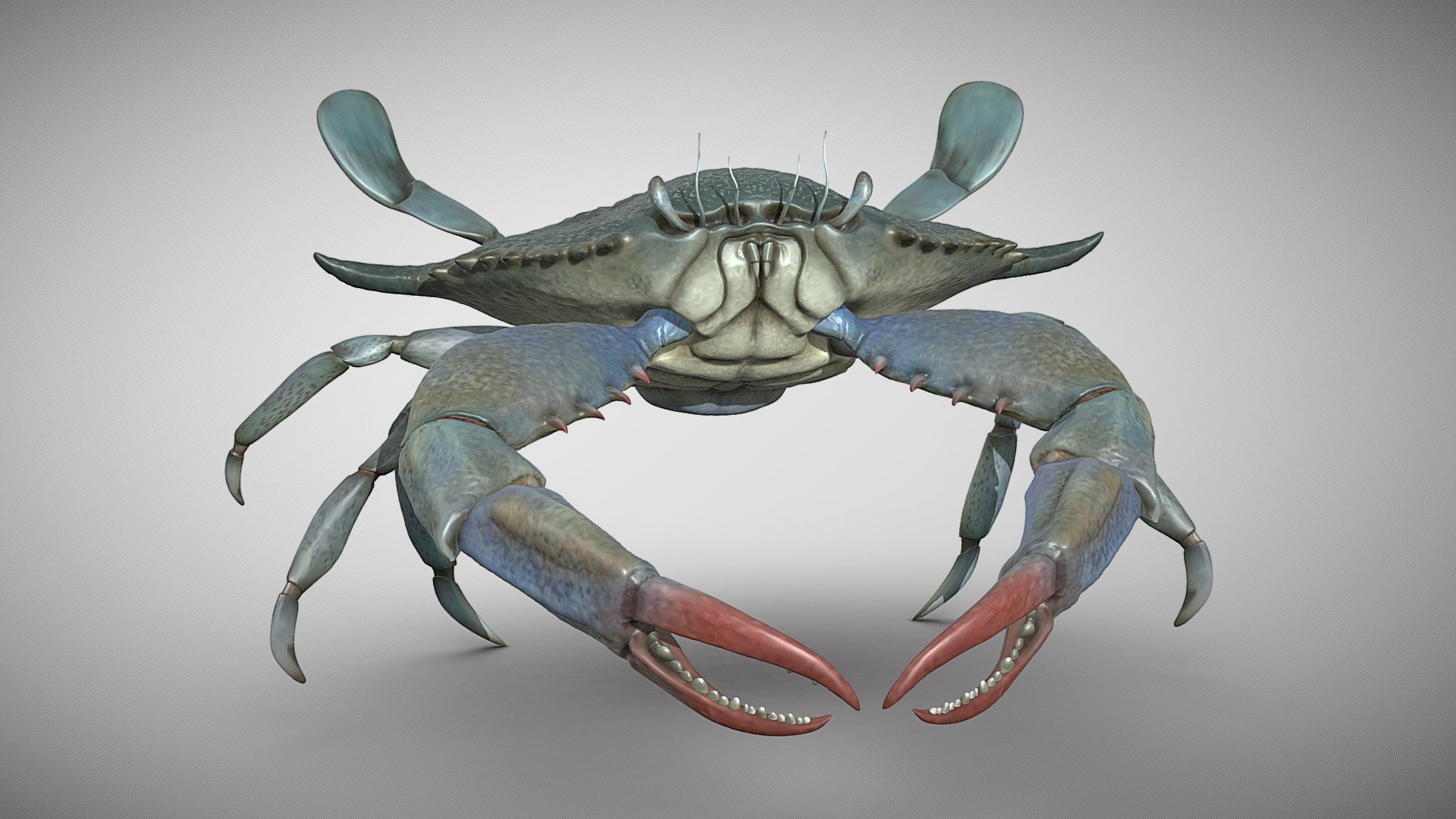 Simply&hellip;a crab. A female blue crab done for practice. It is just a decimated polypainted mesh, so you can print it or use it as some sort of prop. Enjoy!!