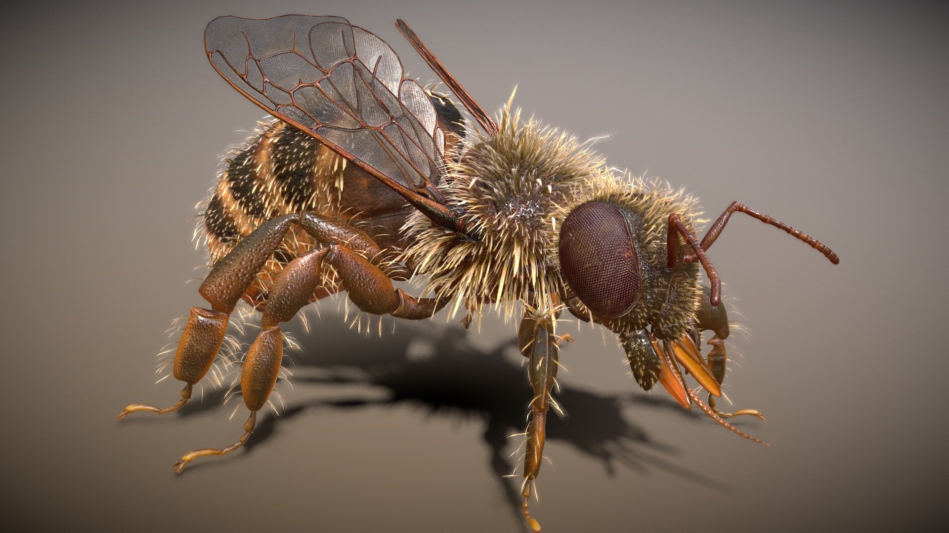 This model was made in 3dmax with skin modifer and rigged with CATrig. With exported files: FBX, OBJ, BLEND.

Model without hairs - 21316 poly and 21165 vertex
Model with hairs - 38366 poly and 70565 vertex

PBR texture for body 4096x4096:




Base Color

Metallness

Roughness

NormalMap

Emissive

Ambient Occlusion

PBR texture for Fur 2048x2048:




Base Color

NormalMap

Specular
