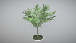 Rowan Tree - Sorbus-Aucuparia - 12m - Spring tree, flora, baum, summer, vegetation, game-ready, blender-3d, vis-all-3d, 12-meter, eberesche, 3dhaupt, low-poly, lowpoly