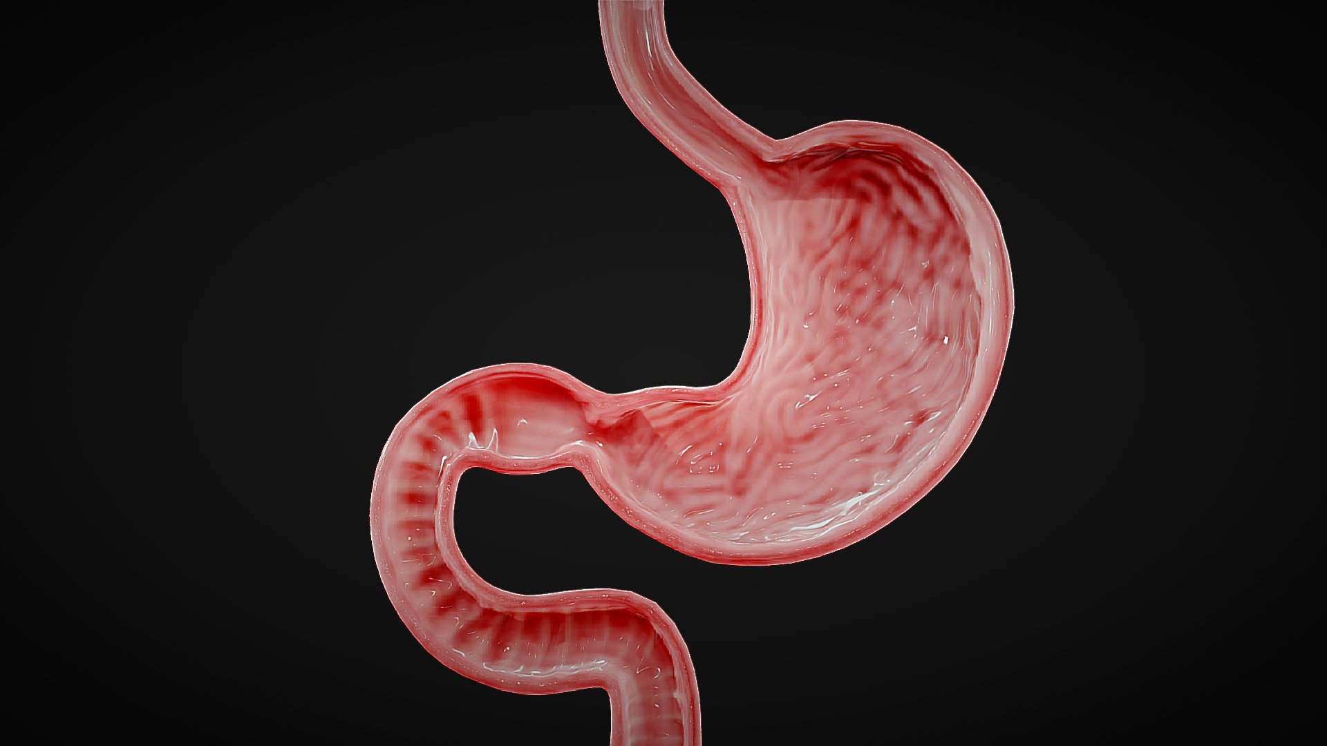 Stomach Cross Section Anatomy

The stomach is a J-shaped organ that digests food. It produces enzymes (substances that create chemical reactions) and acids (digestive juices). This mix of enzymes and digestive juices breaks down food so it can pass to your small intestine.




Format: FBX, OBJ, MTL, Glb, Blender v3.2

Optimized UVs (Non-Overlapping UVs).

4k Maps

Base Color (Albedo)

Normal Map

AO Map

Metallic Map

Roughness Map

Height Map

