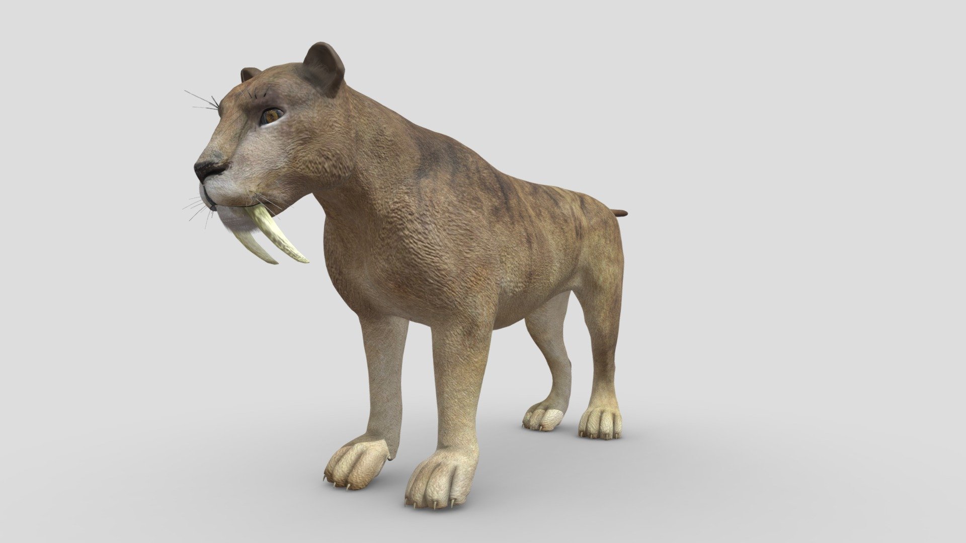 

This Sabertooth model has Diffuse and Bump maps (3000x3000).

For use in anything that you would need a bigcat base mesh. Fine fiber effect and Realistic diffuse material.

Very fast rendering – Ready for sculpting.Accurate quad-poly mesh is good for turbosmoothing. Ready for 3d pose rig and animation. Thank you!
