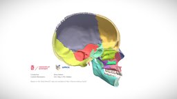 Sagittal cut of the human cranium and mandible 3 anatomy, university, teeth, cranium, mandible, education, science, medicine, x-ray, occipital, dentistry, concha, temporal, maxilla, lacrimal, palatine, sphenoid, nasal, frontal, zygomatic, parietal, opensource, humananatomy, sciart, medical_model, dentition, ethmoid, medicalart, umcg, sagittal, skull, human, universityofgroningen