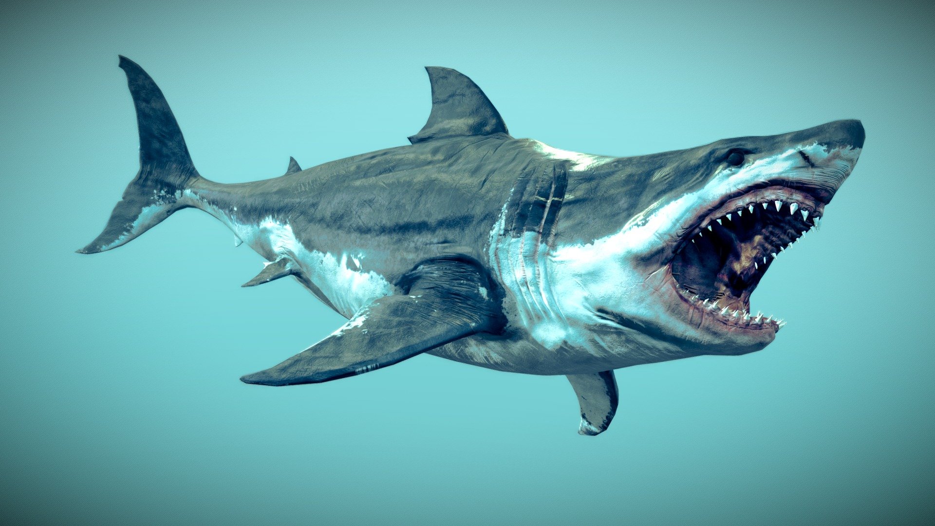 This model was made in blender3.2 and painted in substance painter

I DID A REMASTER OF THIS MODEL ,go check it if youre interested : https://sketchfab.com/3d-models/megalodon-f3b10f3ac00d4058a6f9836f8884acad

The model have 2variants for megalodon (thepreviewone) with a damaged version and another that is basiclly a casual white shark without not so much detail and with no scratches,comes with Diffuse,Normal(directx and opengl),Roughness(dry and wet),and AOmaps,uvunwrapped it manually

Comes with blend file with an control rig(with ik,etc)and a export rig that is just a copy transforms of the export rig without all the control bones also i add a multires modifier with a max of 4 subdivisions

Already tested it in Unreal Engine and unity and the animations work fine ,with that said if you have compatibility issues when importing animations to other softwares apart of blender,leave it at the comments so i can fix it

Hope you like it :D