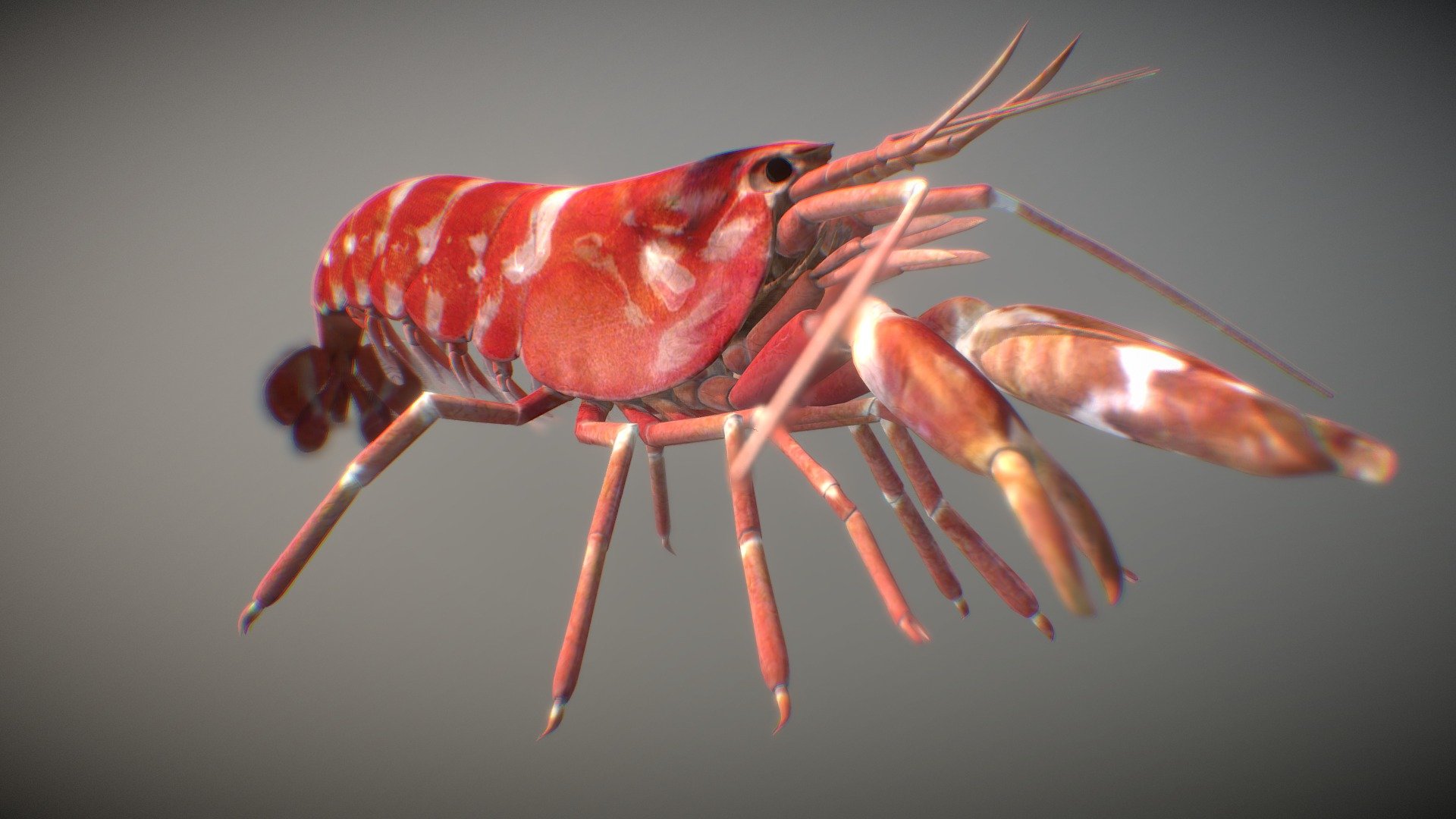 My lastest creation, a Pistol Shrimp.

Alpheidae is a family of caridean snapping shrimp characterized by having asymmetrical claws, the larger of which is typically capable of producing a loud snapping sound. Other common names for animals in the group are pistol shrimp or alpheid shrimp

Modeled in Max, textured in Substance Painter