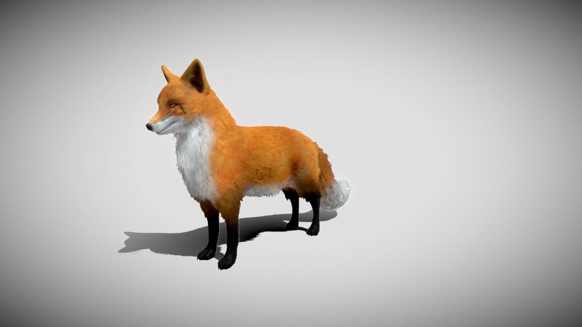 The Red Fox with animations, IMPORTANT - The fur uses two map UV - fox - for color ( The same texture like albedo for wolf) OPACITY****- for opacity map and transparent.