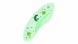 Paramecium body, geology, four, education, water, freshwater, aual, paramecium