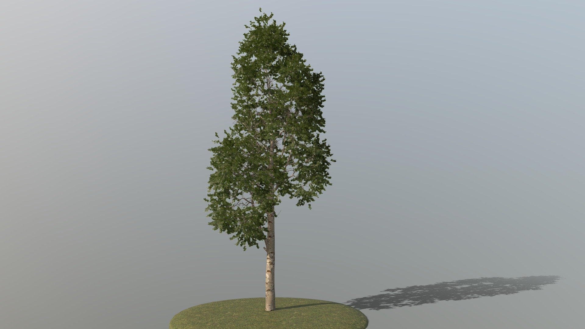 Birch Tree
Realtime ready Birch Tree, setup with PBR textures &amp; clean topology for use in 3d development. 

Check out our Main Collections

More in our Nature Collection&nbsp;

Available here setup for UE5 with pivot painter 2.0 along with other various trees https://artstn.co/m/wjXXB

Detailed Description Info:




Model: Birch Tree

Media Type: 3D Model

Geometry: Quads/Tris

Polygon Count: 358853

Vertice Count: 482019

Textures: Yes

Materials: Yes

Rigged: No

Animated: No

UV Mapped: Yes

Unwrapped UV’s: Yes Mixed

All branches are split out with their corresponding leaves enabling easy modification or rigging should it be required.