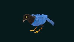 Purplish-backed Jay Bird bird, small, animals, unreal, crow, nature, wildlife, lowpoly, gameasset, creature, animation, gameready, cyanocorax, nyilonelycompany, corvidae, noai, jays, purplish-backed_jay, purplish-backed, corvida, cyanocorax_beecheii, houston_zoo