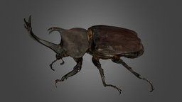 CC0 カブトムシ ♂ Japanese Rhinoceros Beetle beetle, cc0, coleoptera, publicdomain, insecta, arthropoda, scarabaeidae, animalia, ffishasia, trypoxylus, dichotomus