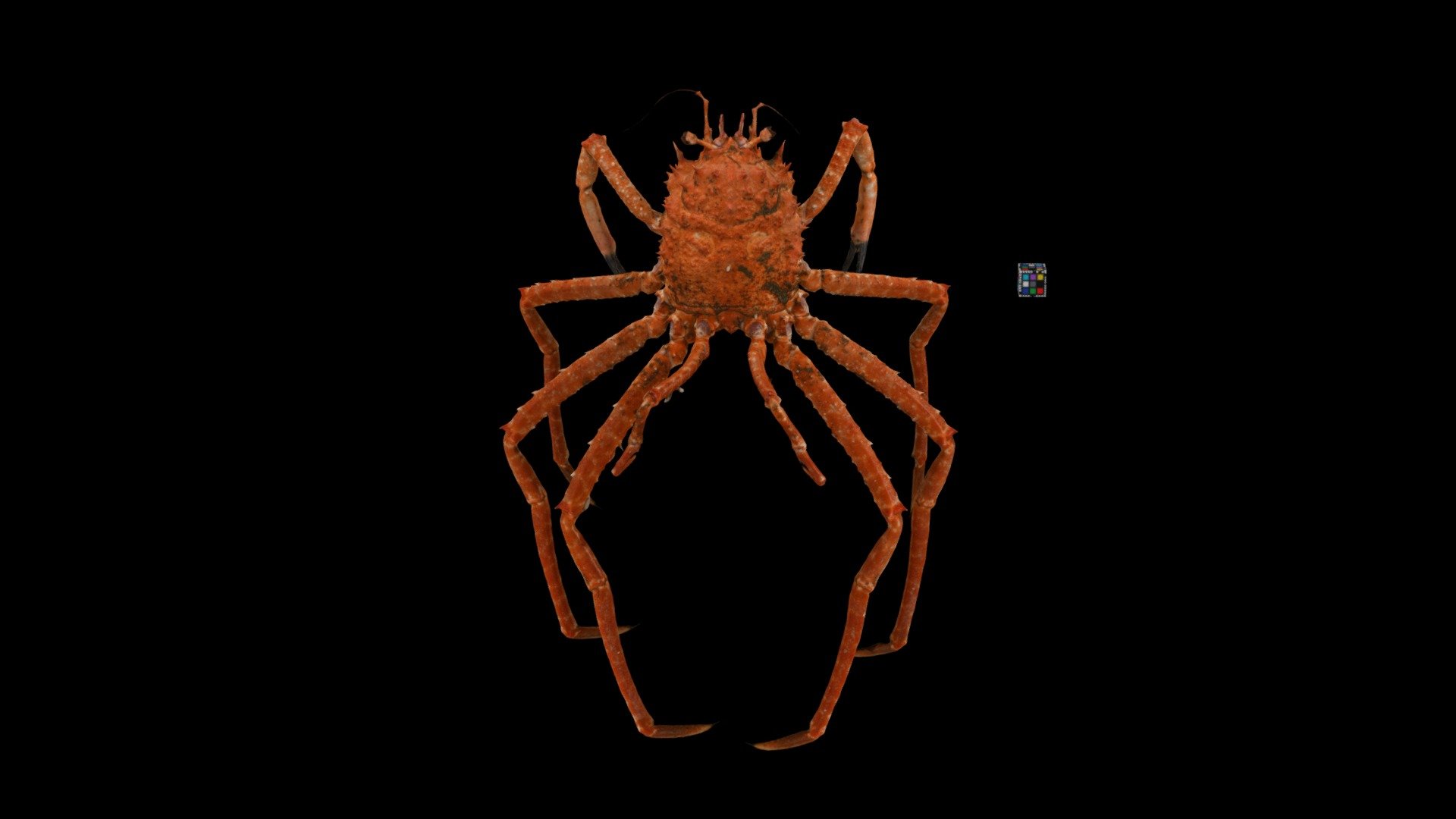 License: CC0  

Animalia 動物界

　Arthropoda 節足動物門

　　Crustacea 甲殻綱

　　　Decapoda 十脚目・エビ目

　　　　Homolidae ホモラ科

　　　　　Paromola オオホモラ属

　　　　　　Paromola japonica オオホモラ  

甲殻類 カニ 蟹