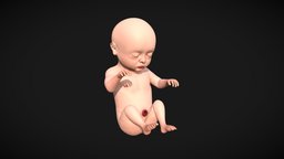 Month 9 Human embryonic (baby stages) body, biology, baby, uv, objects, kid, boy, people, children, mother, child, learning, development, vr, ar, humanbody, pregnant, education, medicine, woman, week, weeks, fetus, uterus, placenta, fetal, prenatal, stages, germinal, character, girl, 3d, lowpoly, man, female, 3dmodel, human, sketchfab, male, embro, embryonic, noai