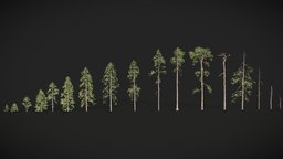 Realistic Pine Conifer Tree Collection tree, forest, set, pine, pack, big, collection, ready, branch, realistic, scanned, large, photoreal, eevee, fir, roots, conifer, photoscan, photogrammetry, game, 3d, blender, lowpoly, model, scan, cycles, noai