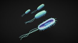Prokaryotic Bacteria Cell Anatomy cross, anatomy, biology, capsule, section, cell, learning, membrane, education, science, plasma, bacteria, microscopic, pili, knowledge, archaea, plasmid, pilli, microbiology, prokaryotic, bacterial-cell, flagellum, bacterial, cytoplasmic, ribosomes, prokaryotes, cross_section, cytoplasm, nucleoid, flagella, cell_membrane, render, blender, medical, student, cellwall, endospore, mesosome, noai, cellanatomy, prokaryoticcell, bacteriacell