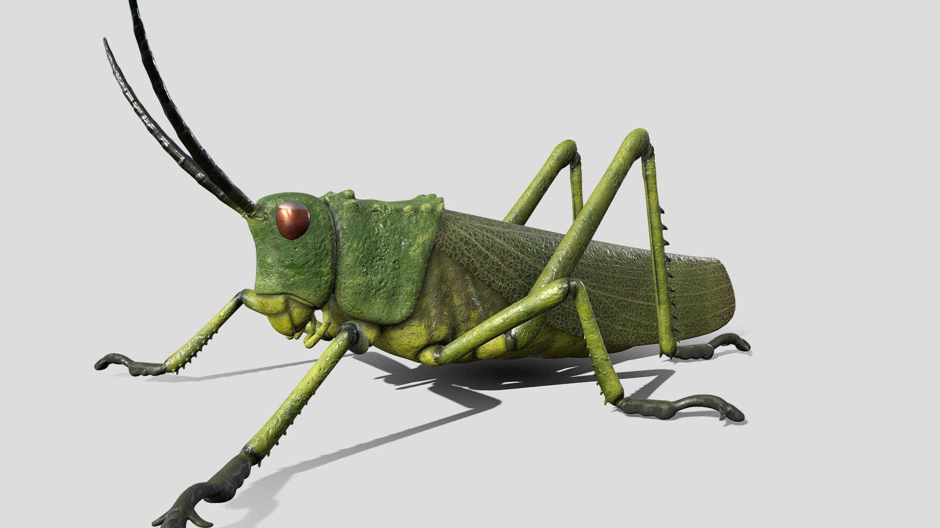 Green milkweed locust / African bush grasshopper