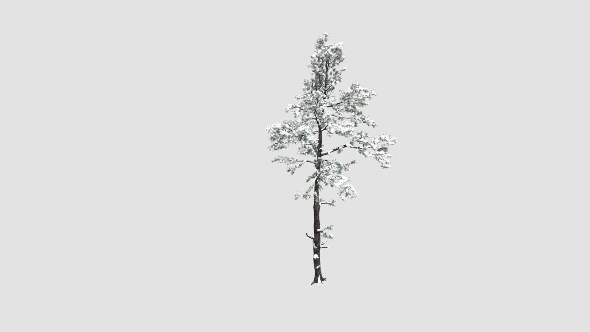 Highly detailed model of plant with all textures, shaders and materials. It is ready to use, just put it into your scene.
