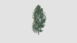 tree tree, plant, key, 07, birch, am106