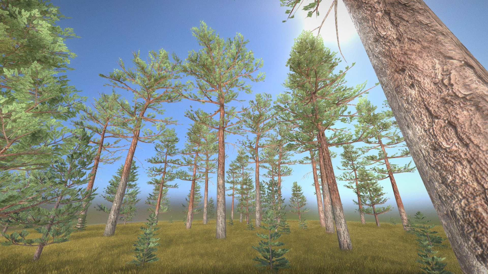 Ein Kiefernwald.






Fichtenwald 






Nadelwald - Kiefern und Fichten



Aus dem VIS-All Baum Module 4 



Die 3d-Modelle und die Texturen wurden von 3DHaupt mit Blender-3D erstellt.