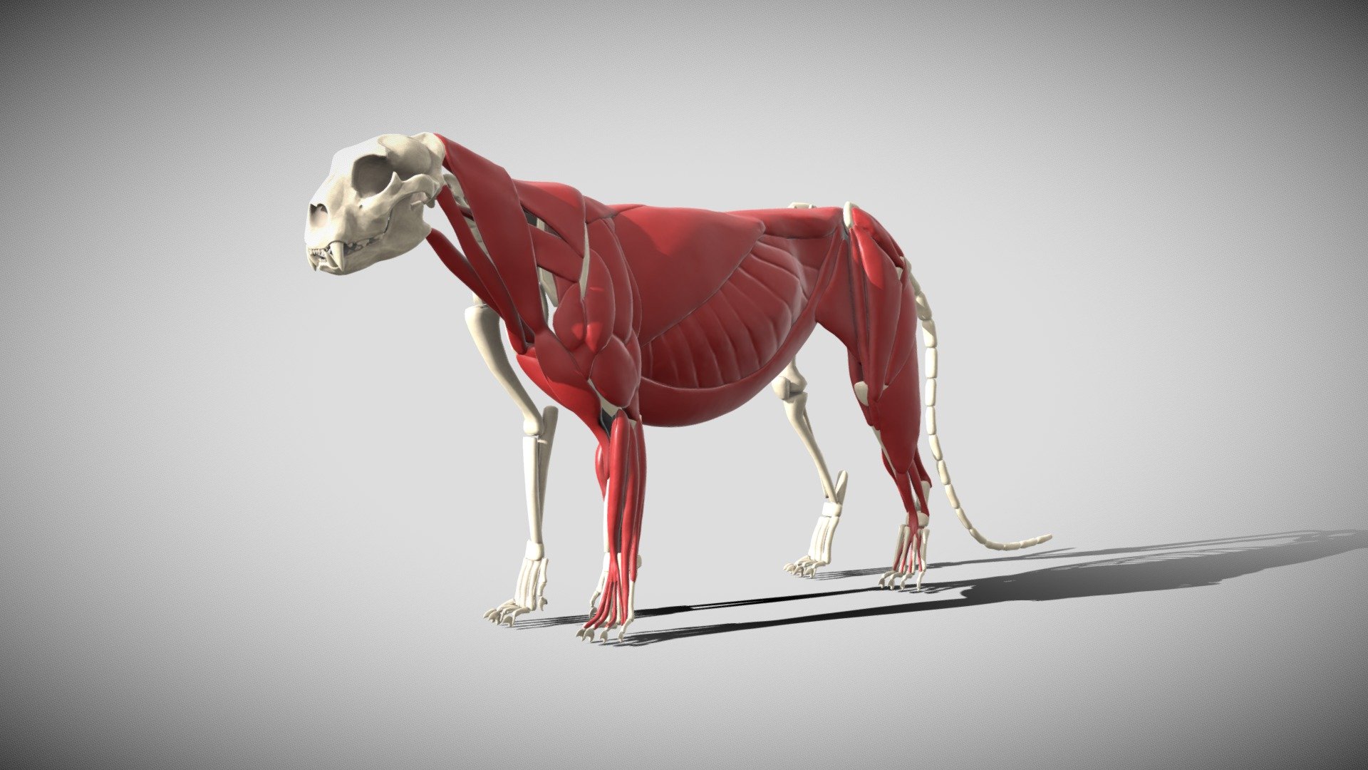 Leoapard skelethon created in Zbrush, Substance and Maya.
In the zip folder there is the originla Maya file.

In Maya, there are the 2 side of the muscles (in the sketchfab preview only left side)

2 UDIM tiles textures sets:
- skelethon
- bones

The tail is orizontal straight in the maya file!(in sketchfab bended more in a natural posture)