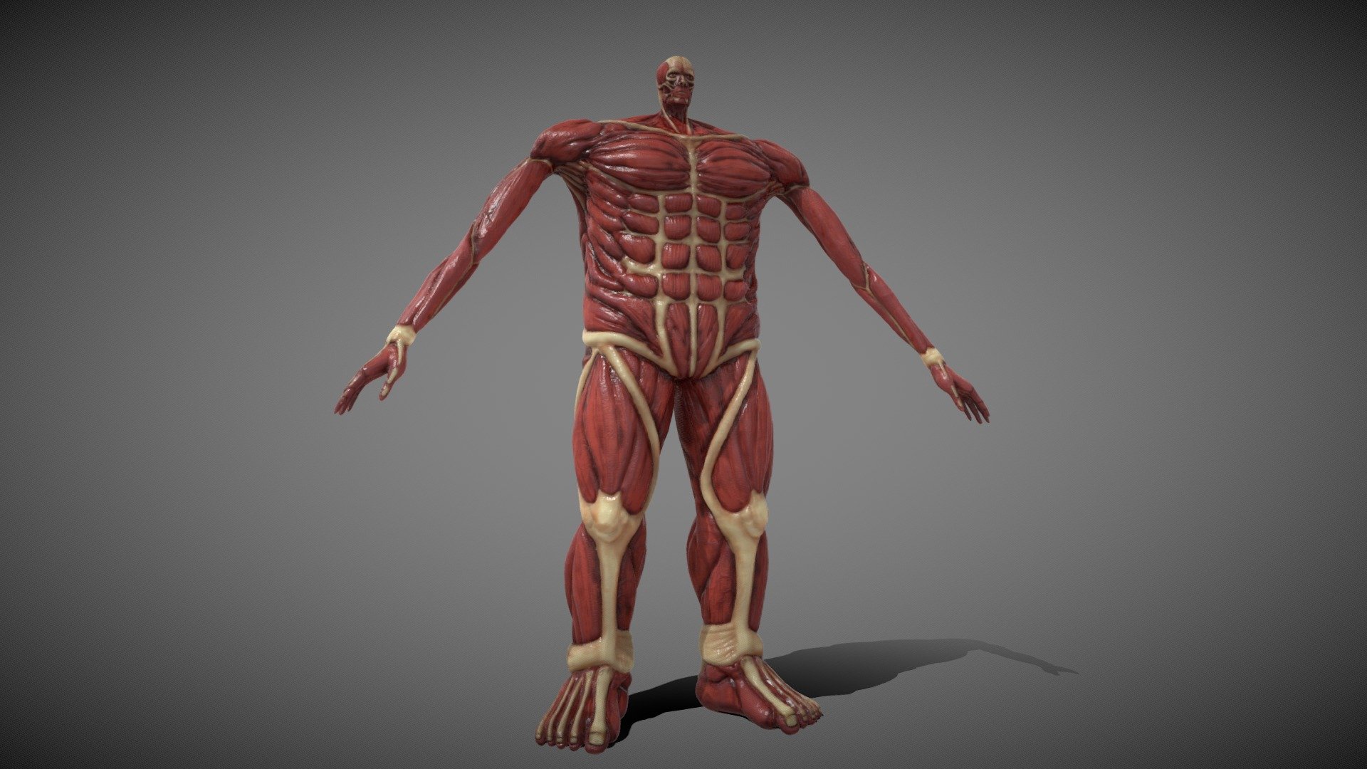 Here is this titan I made in blender in a &lsquo;reallistic' version with a more acurated head. Its not rigged but is compatible with mixamo autorig. Hope you like it.

-2K texture

-1 material

-Mixamo compatible

-2 UDIMs

-No pluggins

-OBJ and FBX

-Maps included: basecolor, height, normal, roughness, AO.