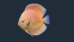 Discus fish, discus, fishing, underwater, animals, natural, ocean, aquatic, seafood, discusfish, natura, animal, sea