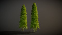 Saraca idica ashoka Tree tree, vegetation, foilage, sceneryobject, treetrunk, nature_asset, nature-plants, naturepack, sceneprops, sceneasset, gameart, gameasset, gameready, treepack, saraca-indica-ashoka