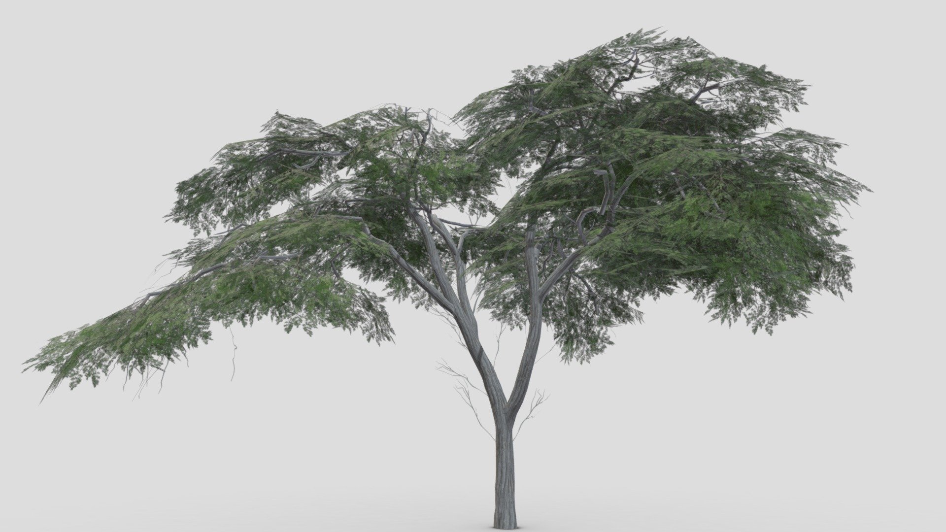 I tried to work on Acacia Tree 3D model. So after a long time I made this 3D low poly model of Acacia Tree.