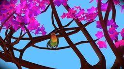 Lovebird bird, koko, lovebird, perico