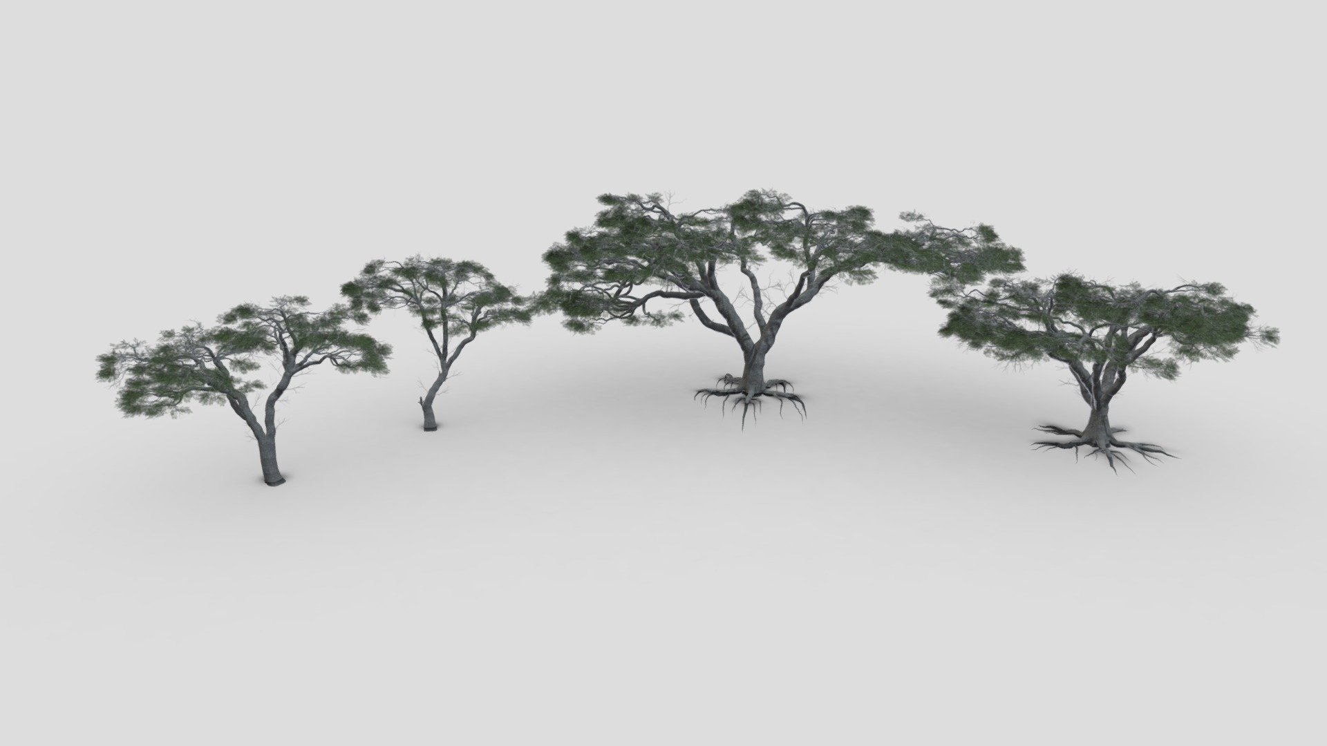 This pack contains  4 3d low poly models of African Acacia Tree.