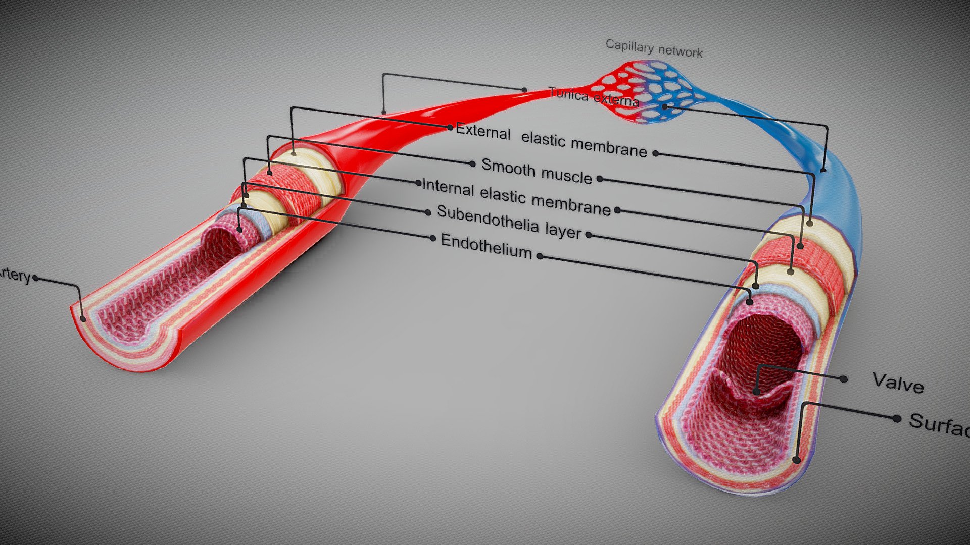Blood Vessels
U can find this model for sale on Turbosquid by searching for “3d 1975531”( that’s the closest I can get to giving a link without breaking sketchfab’s ToS)



Features:




No errors or missing files

High-quality polygonal model

No N-GONS Faces

This model is created in polygon quad &amp; tri with good edge flow, So you can edit and change it according to your requirements.

HDR Light Map is included if necessary .

PBR textures are included.

The scene is well arranged (proper layer and group)

Objects, materials, and textures are named.



Poly Details:




Polys:        8424

Verts:        8374



Formats:




3Ds Max 2014 _V-Ray

3Ds Max 2012 _V-Ray

3Ds Max 2012 _Scanline

Maya 2016_V-Ray

Maya 2016_Default

Cinema 4D R15 _V-Ray

Cinema 4D R15 _Standard

FBX

OBJ

3Ds



Textures:

Vessels -------------- 4096x4096--------PNG--------8

Included:         Diffuse/Base - Glossiness- Normal- Specular- AO – Roughness- Metallic